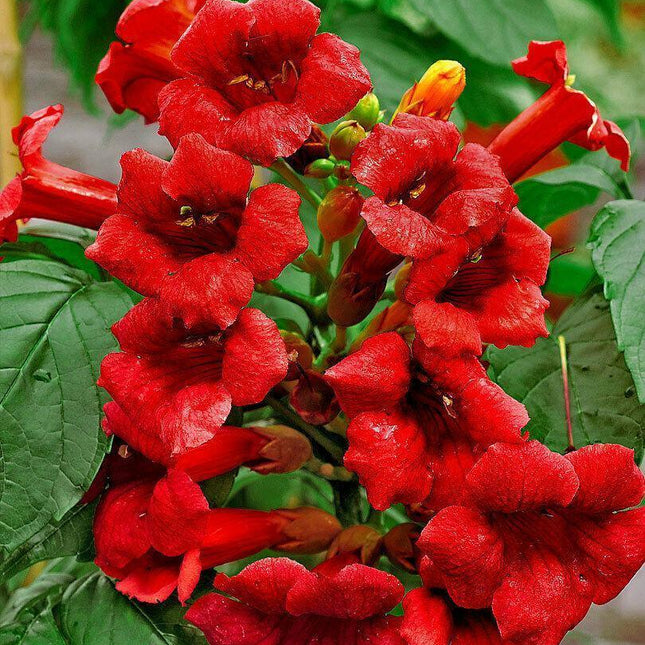 20 Dark Red Hummingbird Trumpet Vine Seeds - Seed World
