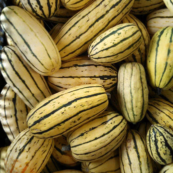 20 Delicata Squash Seeds - Seed World