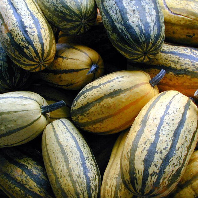 20 Delicata Squash Seeds - Seed World