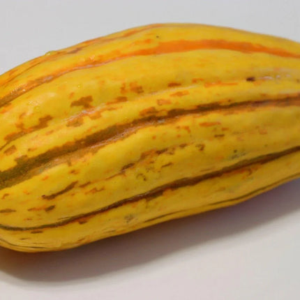 20 Delicata Squash Seeds - Seed World