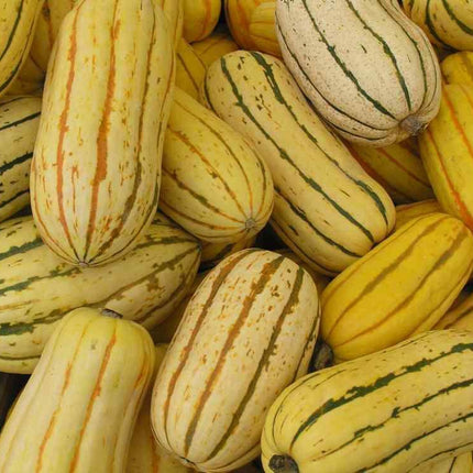 20 Delicata Squash Seeds - Seed World