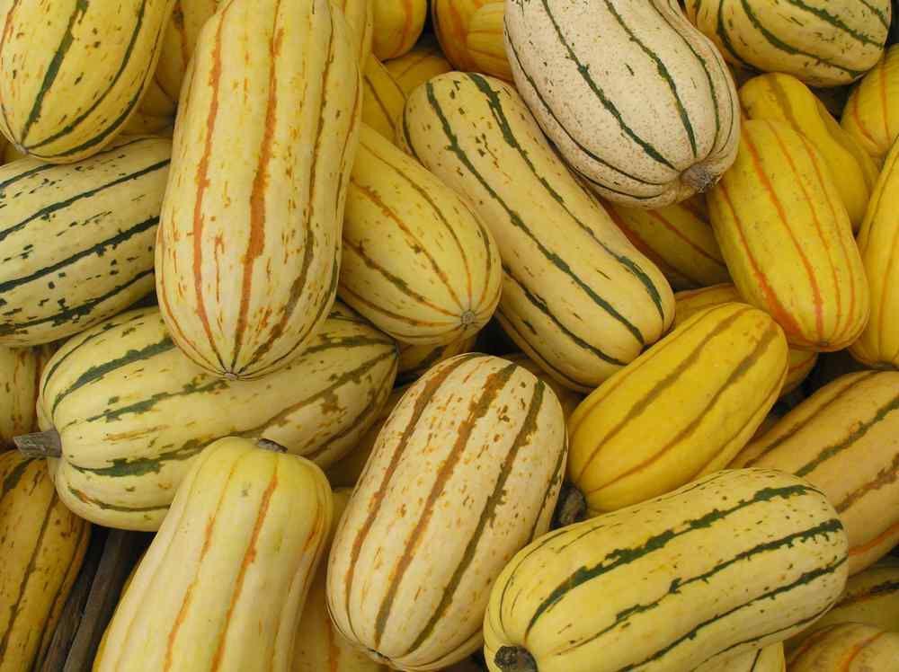 20 Delicata Squash Seeds - Seed World