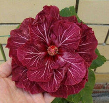 20 Double Dark Pink Hibiscus Seeds - Seed World
