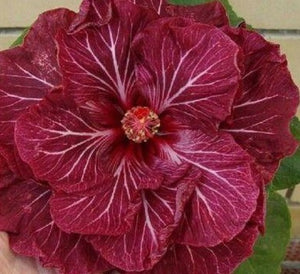 20 Double Dark Pink Hibiscus Seeds - Seed World