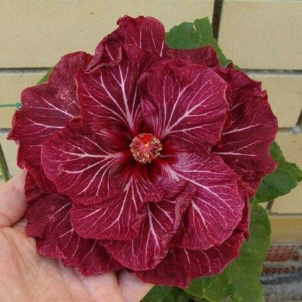 20 Double Dark Pink Hibiscus Seeds - Seed World