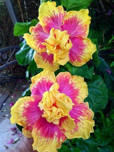 20 Double Pink Yellow Hibiscus Seeds - Seed World