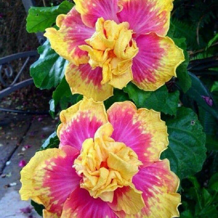 20 Double Pink Yellow Hibiscus Seeds - Seed World