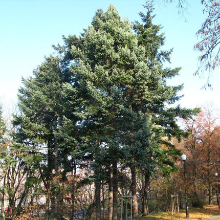 20 Douglas Fir Tree Seeds - Seed World