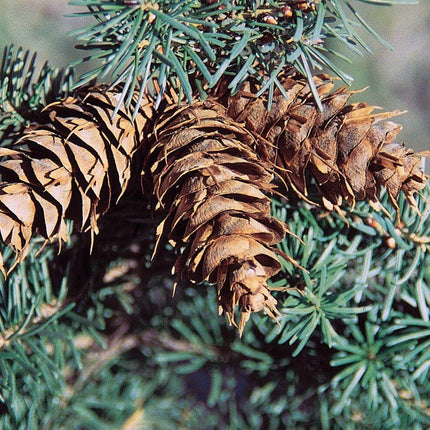 20 Douglas Fir Tree Seeds - Seed World