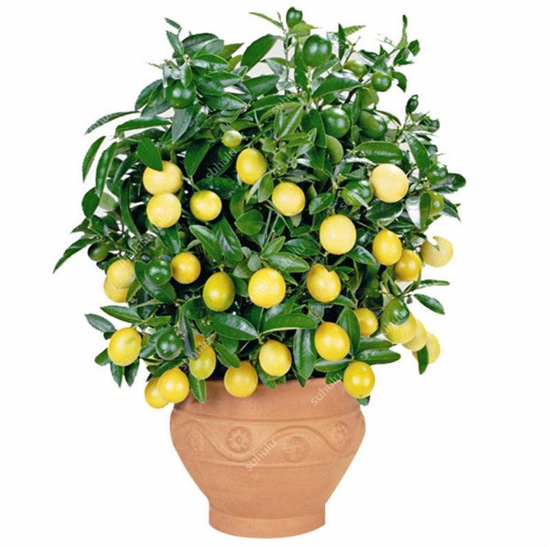 20 Dwarf Bonsai Lemon Tree Seeds - Seed World