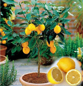 20 Dwarf Bonsai Lemon Tree Seeds - Seed World