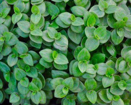 20 Dwarf Wandering Jew Cuttings - Seed World