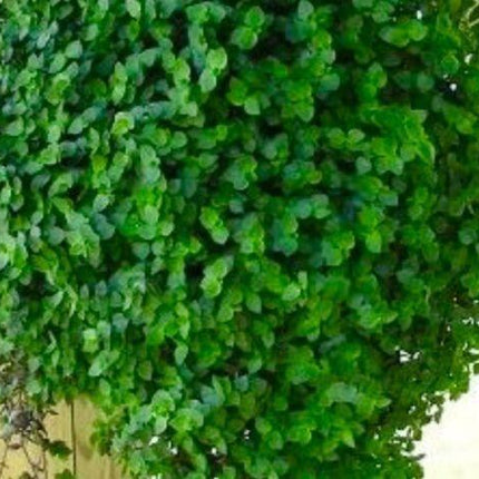 20 Dwarf Wandering Jew Cuttings - Seed World