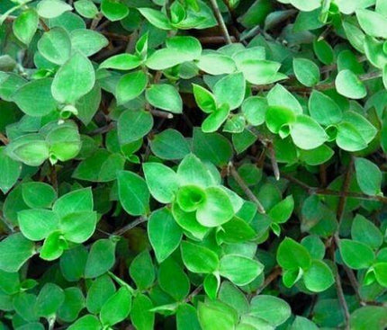 20 Dwarf Wandering Jew Cuttings - Seed World