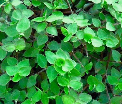 20 Dwarf Wandering Jew Cuttings - Seed World