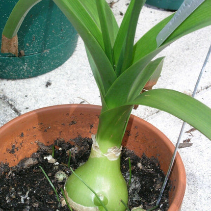 20 False Sea Onion Lily - Ornithogalum Caudatum - Seed World