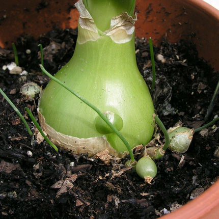 20 False Sea Onion Lily - Ornithogalum Caudatum - Seed World