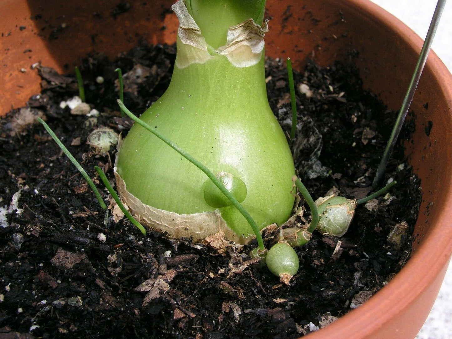 20 False Sea Onion Lily - Ornithogalum Caudatum - Seed World