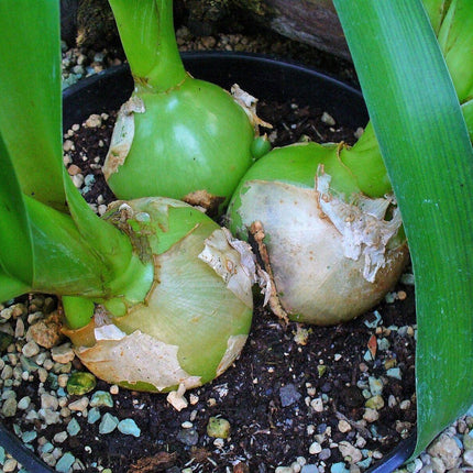 20 False Sea Onion Lily - Ornithogalum Caudatum - Seed World