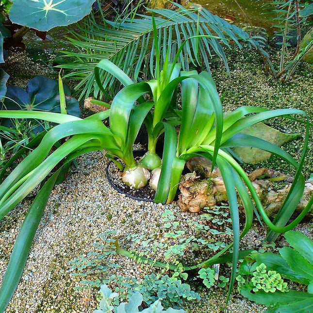 20 False Sea Onion Lily - Ornithogalum Caudatum - Seed World