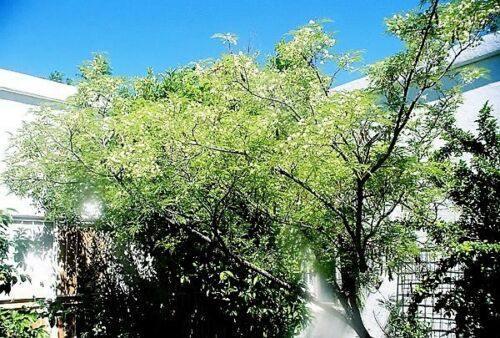 20 Feather Tree Seeds - Seed World