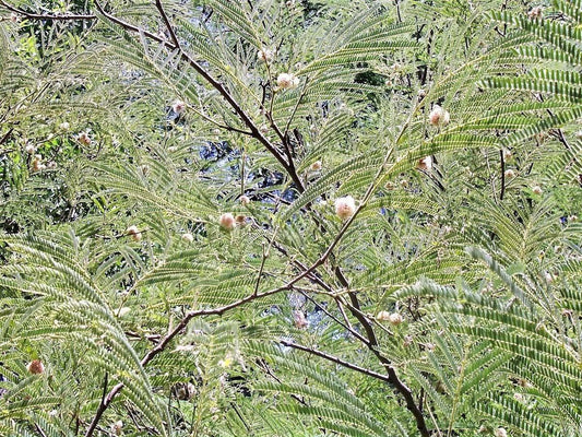 20 Feather Tree Seeds - Seed World