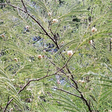 20 Feather Tree Seeds - Seed World