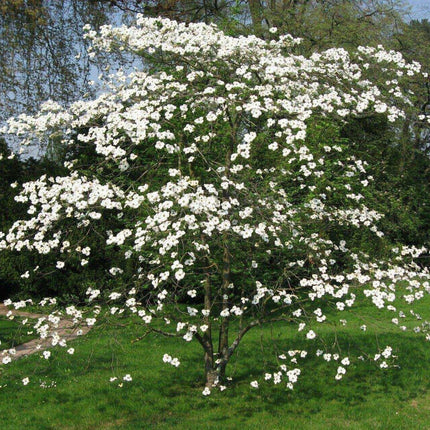 20 Flowering Dogwood Tree Seeds - Seed World