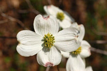 20 Flowering Dogwood Tree Seeds - Seed World