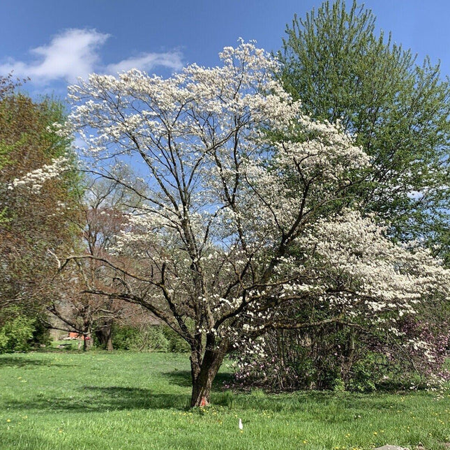 20 Flowering Dogwood Tree Seeds - Seed World