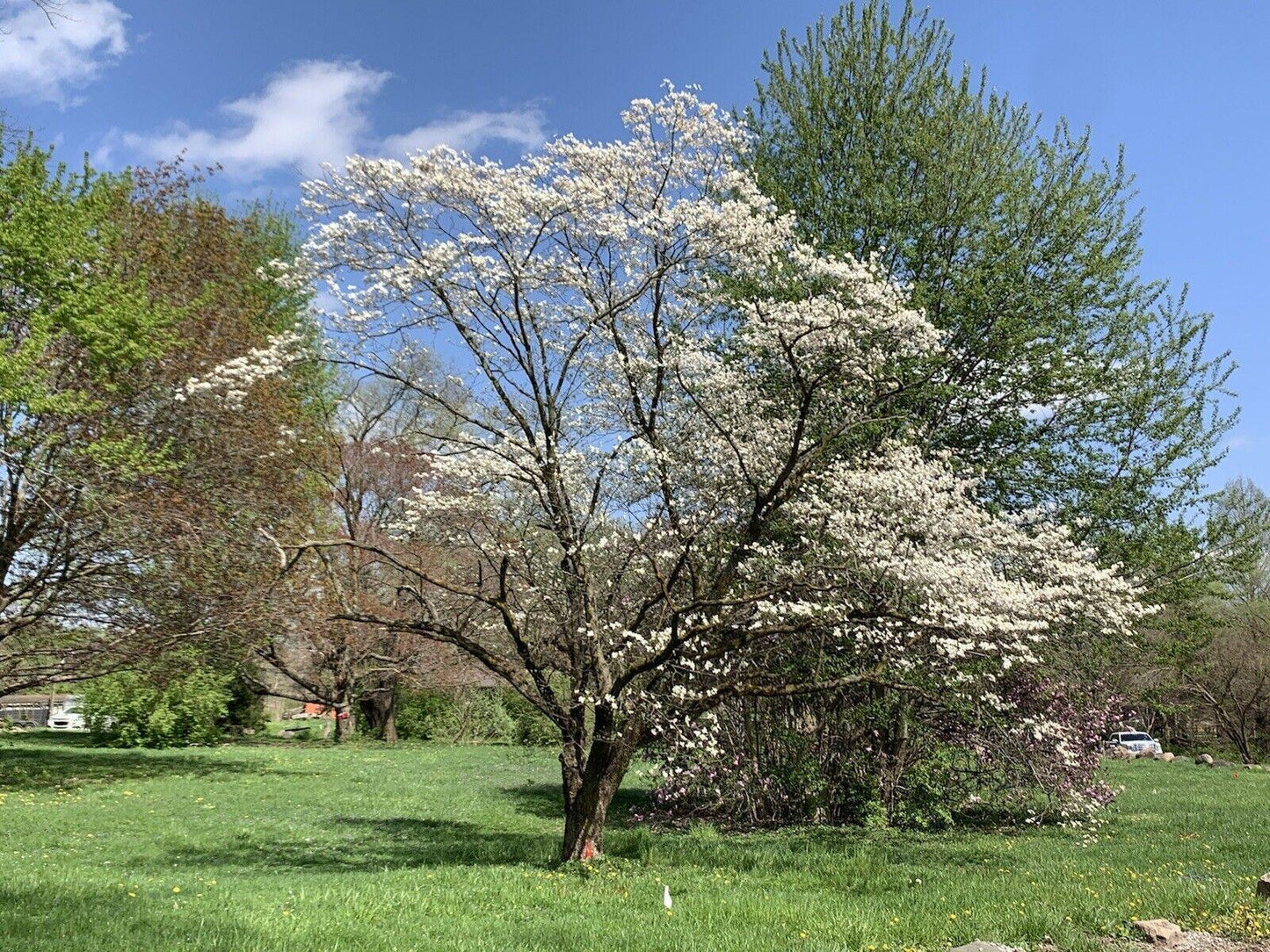 20 Flowering Dogwood Tree Seeds - Seed World