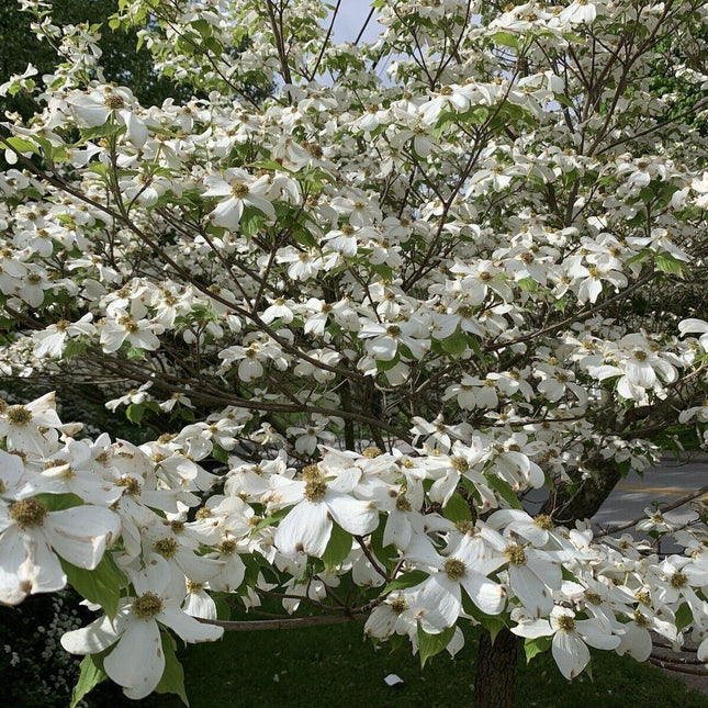 20 Flowering Dogwood Tree Seeds - Seed World