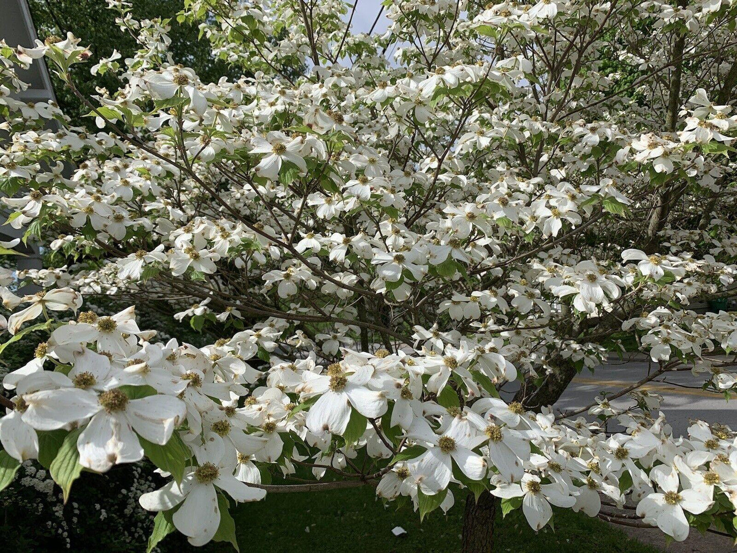 20 Flowering Dogwood Tree Seeds - Seed World