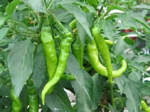 20 Fushimi Sweet Pepper Seeds - Seed World