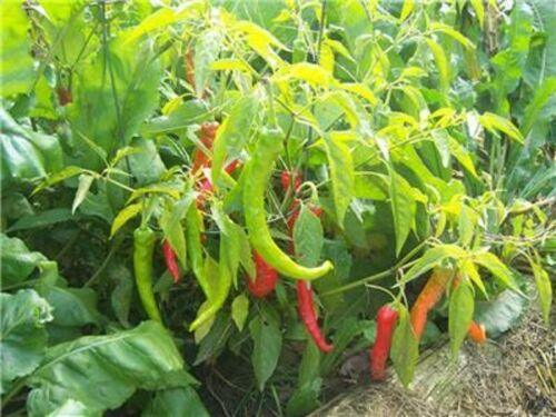 20 Fushimi Sweet Pepper Seeds - Seed World