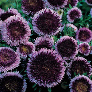 20 Giant Blue Moon Aster Flower Seeds - Seed World