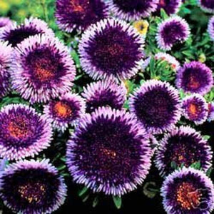 20 Giant Blue Moon Aster Flower Seeds - Seed World
