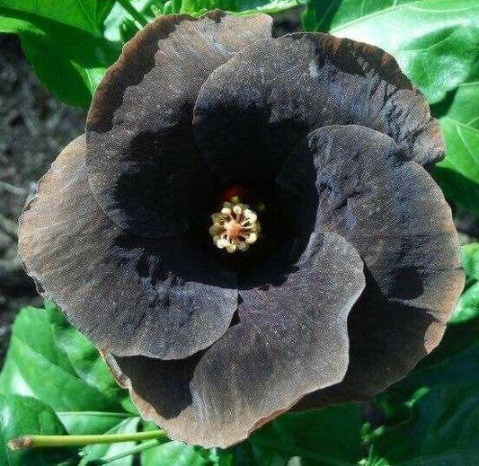 20 Giant Hibiscus Flower seed - 24 colors - Seed World