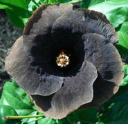 20 Giant Hibiscus Flower seed - 24 colors - Seed World