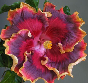20 Giant Hibiscus Flower seed - 24 colors - Seed World