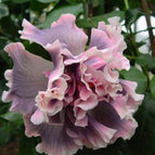 Double Pink Gray