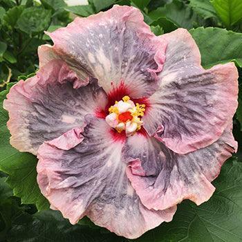 20 hibiscus flower seeds 20 Giant Hibiscus Flower Seeds – 18 Vibrant Colors – Seed World