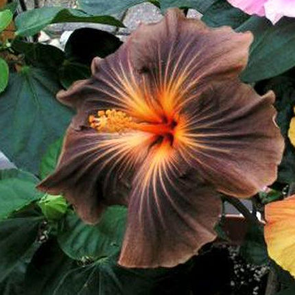 20 Giant Hibiscus Flower Seeds – 18 Vibrant Colors - Seed World