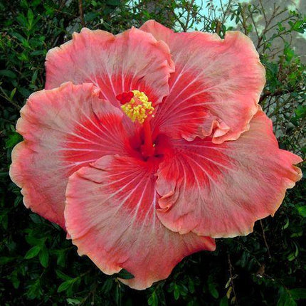 20 Giant Hibiscus Flower Seeds – 18 Vibrant Colors - Seed World