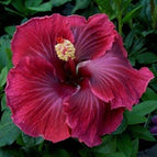 Dark Red Black