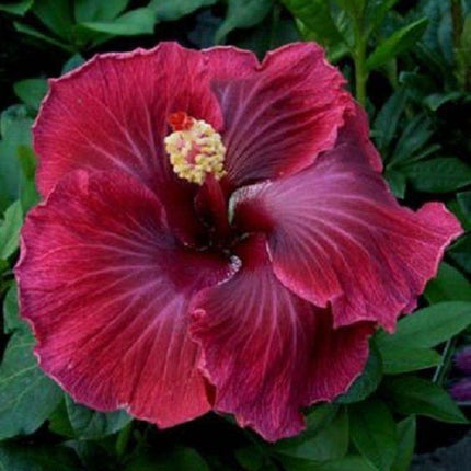 20 Giant Hibiscus Flower Seeds – 18 Vibrant Colors - Seed World