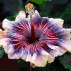 Cream Pink Purple