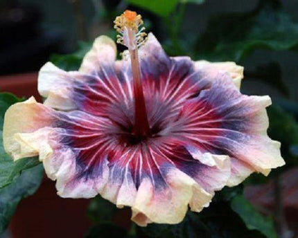 20 Giant Hibiscus Flower Seeds – 18 Vibrant Colors - Seed World