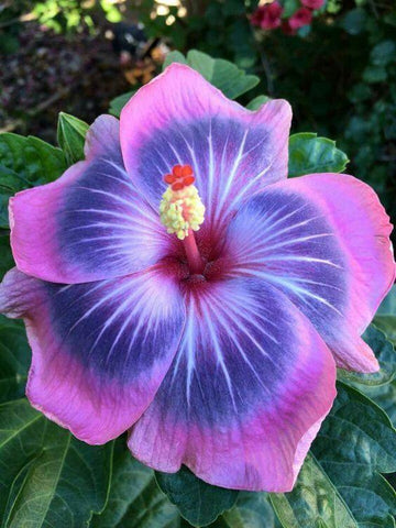 20 Giant Hibiscus Flower Seeds – 18 Vibrant Colors – Seed World
