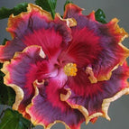 Red Purple Orange